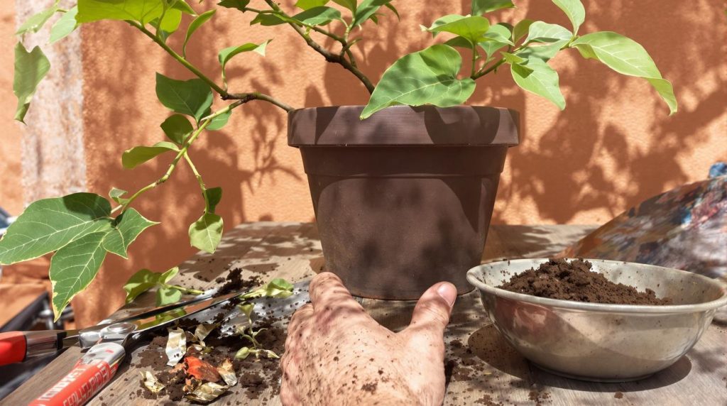 Laurier-rose : l'astuce pour revitaliser un arbuste affaibli par l'hiver et assurer une floraison spectaculaire.