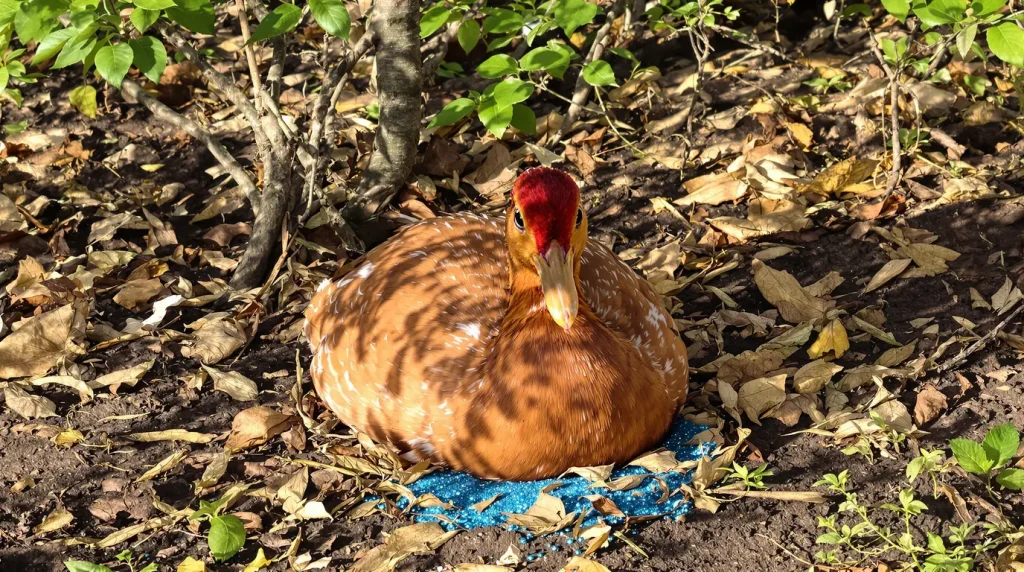Lâcher ses poules sous les fruitiers en avril, c'est une excellente idée, sauf si ce résidu bleu traîne encore par terre