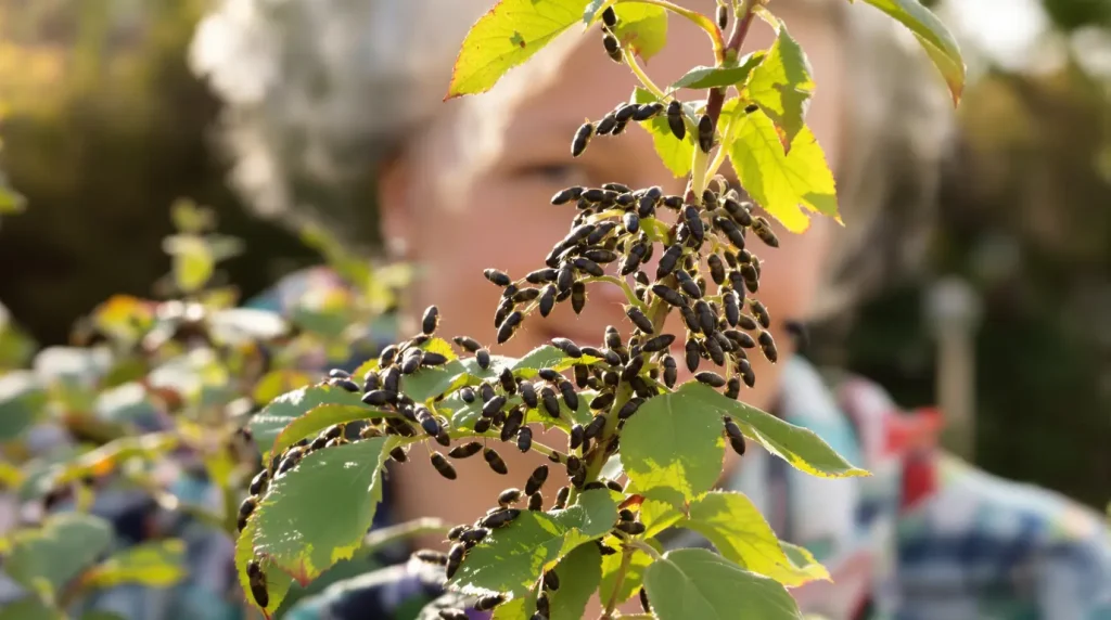 Pucerons au jardin : les gestes simples qui sauveront vos plantes ce printemps