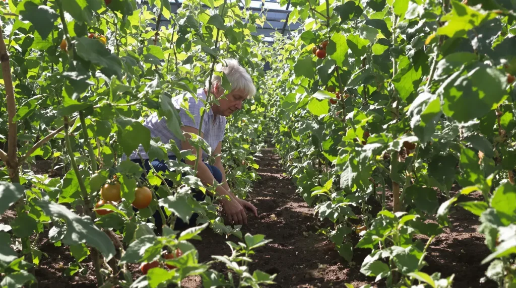 Tomates au potager : cette erreur de plantation favorise le mildiou et gâche la récolte