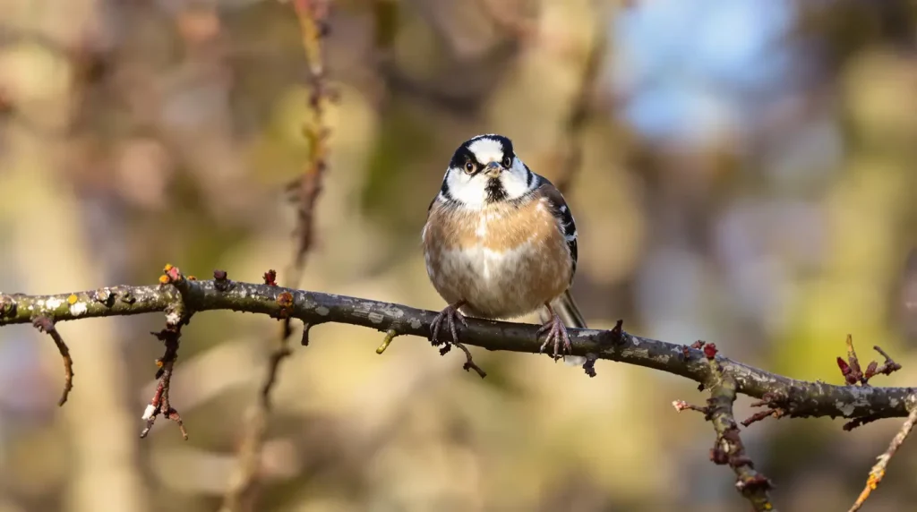 Des orites dans mon jardin ! Qui sont ces petits oiseaux ?