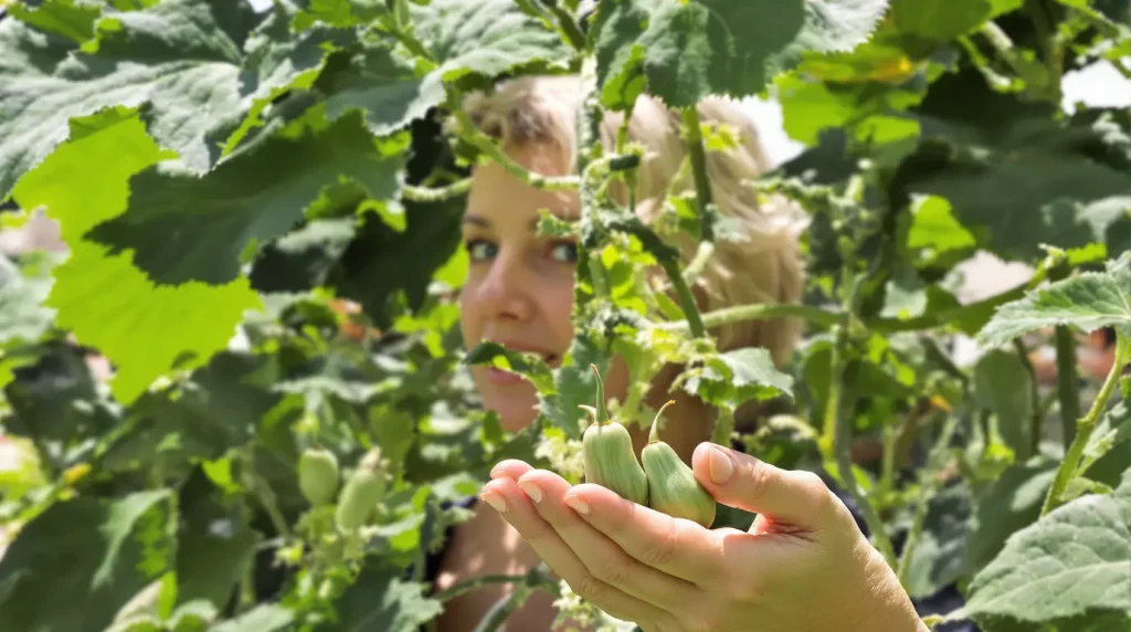 Pourquoi mes jeunes courgettes pourrissent avant de grossir ?